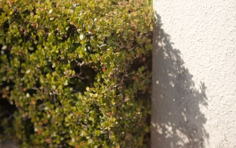 Gepflegte, gerade geschnittene Hecke an einer Gebäudefassade